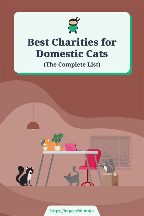 9 Best Charities for Domestic Cats (Complete 2024 List).